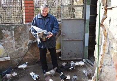 Македонскиот гулаб вртач лета низ Балканот без регистрација