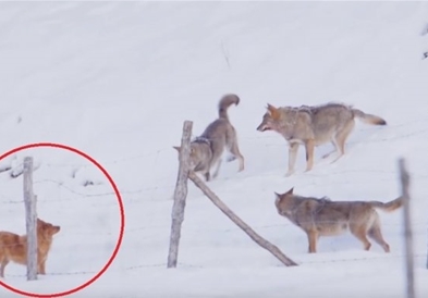 Видео: Паметно куче надмудри три гладни волци!!!