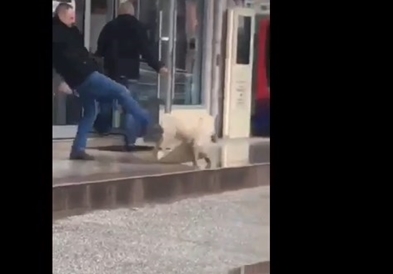Вознемирувачко видео: Советник во Општина Македонски Брод шутира мирно куче