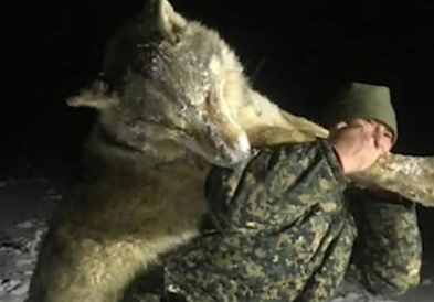Волк голем колку лав е убиен во Русија , откако напаѓал луѓе во селата (ФОТО)