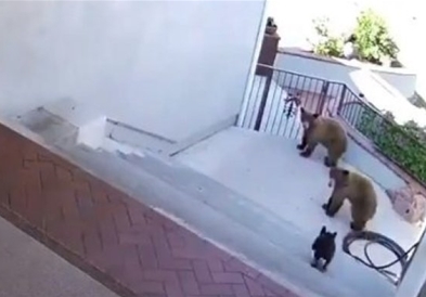 Видео: Храбро мало куче очи в очи со мечиња!!!!