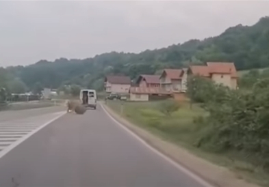 Видео: Од комбе во движење излета крава