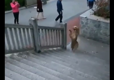 Видео: Куче застана на задните нозе и ги воодушеви минувачите
