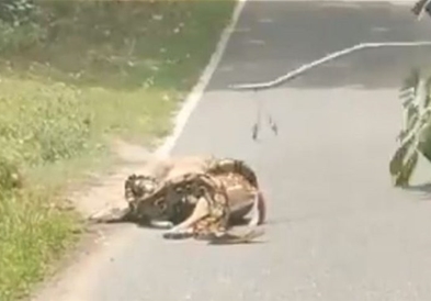 Видео: Срна нападната од питон се спаси во последен момент