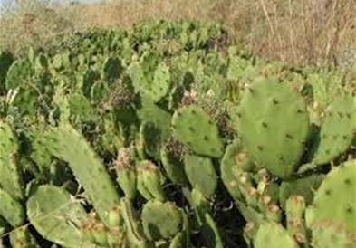 „Уживам без маска во долината со кактуси кај Демир Капија", русинка одушевена од македонската природа