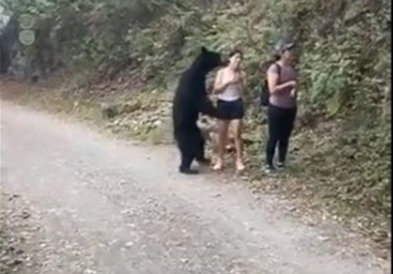 Видео: Љубопитна мечка