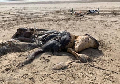 Фото: На плажа во Ливерпул морето исфрлило чудно суштество