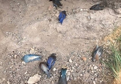 Мистериозен помор на огромен број птици во САД