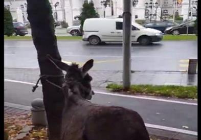 Видео-Герила акција или случајност: „Магаре пред Влада, го бара грантот од 83.000€“