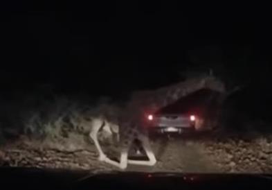 Жирафа побегнала од зоолошка градина и направила вистински хаос (видео)