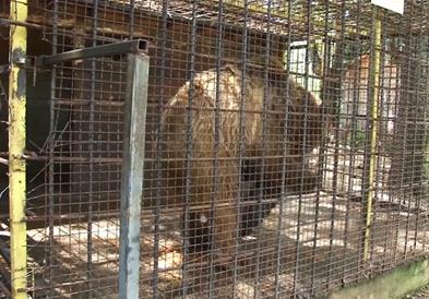 Штипското мече Теди пуштено во паркот на танцувачките мечки во бугарска Белица