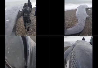 Видео: Шокантна сцена на брегот на Камчатка, брановите исфрлиле огромно морско чудовиште