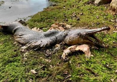 Фото: Во Сингапур откриено бизарно суштество