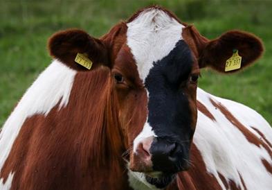 Црногорка купила крава со биткоини, па и дала очекувано име 