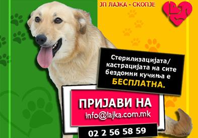 Лајка: Бесплатни стерилизации и тестови за сите бездомни кучиња во Скопје