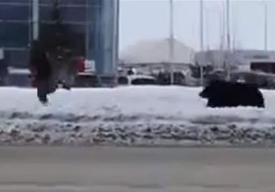Мечка брка човек по улица во Русија, па ја удира автобус (ВИДЕО)