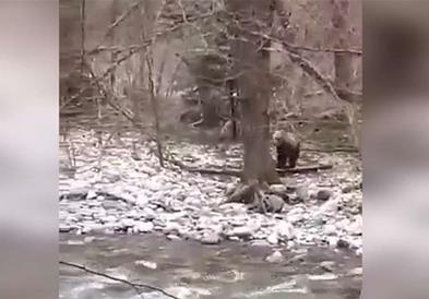 Мечките на Бистра се разбудија од зимскиот сон (ВИДЕО)