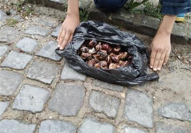 Македонски полжави се извезуваат и во услови на пандемија