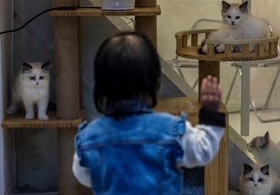 Истражување: Луѓето може да заразат мачки со коронавирус 