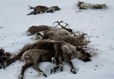 Масовно угинување на ирваси во северна Камчатка
