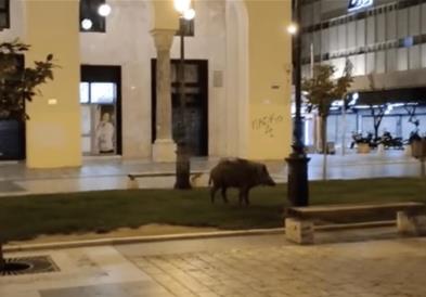 Дива свиња се прошета низ строгиот центар на Солун (ВИДЕО)