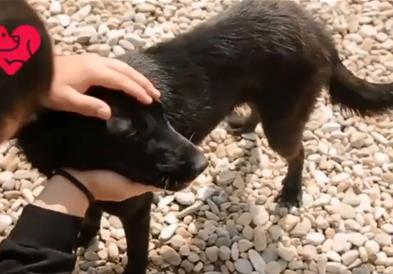 Видео: Лајка го спаси Фанта