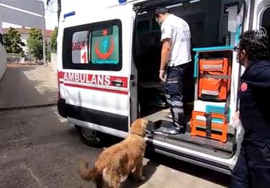 Златен ретривер го претрчал половина Истанбул следејќи ја брзата помош во која била газдарицата