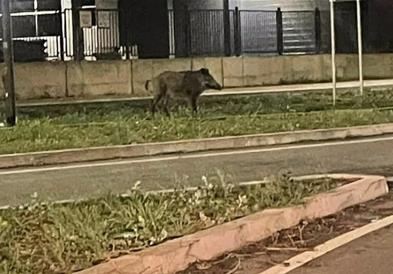 Фото: Вепар на улиците на Нови Сад