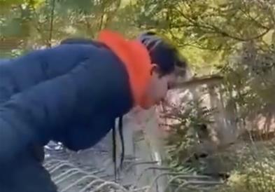 Видео: Девојка вознемирува животни во скопската зоолошка