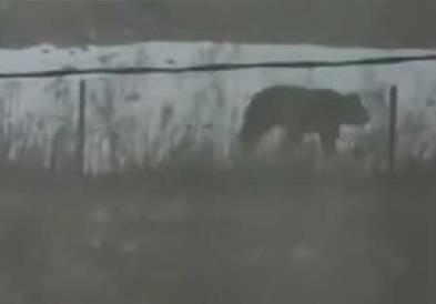 Видео: Мечка нападна жена во град во Русија