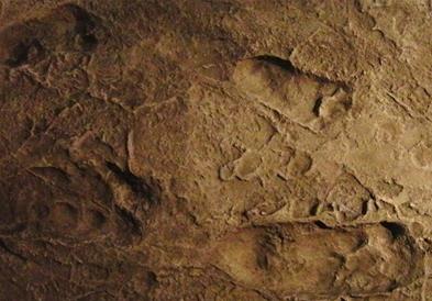 Отисоци од стопала, стари 3,6 милиони години откриваат важни детали за историјата на човештвото