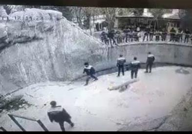 Вознемирувачко видео: Мајка во Узбекистан ја фрлила својата ќерка (3) во кафез со мечки