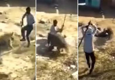 Хиена влезе во основно училиште во Индија (ВИДЕО)