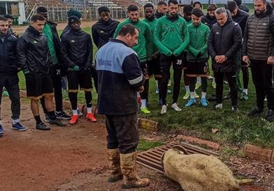 Бизарно: Турски клуб принесува овен како жртва за „да им тргне“ (ВИДЕО)