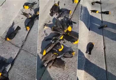 Птици паѓаат од небо во Мексико, не се знае причината (ВИДЕО)