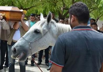 Реакцијата на овој коњ ќе ги увери и најголемите скептици дека животните имаат емоции