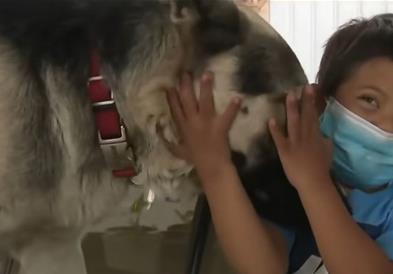 Куче се грижело за заскитано 5-годишно момче со Даунов синдром (ВИДЕО)