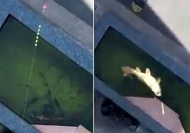 Видео: Во затворениот Шангај се лови риба со помош на дрон!?