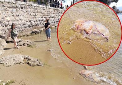Џиновски медузи на плажа во Опатија