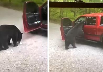 Гладна дива мечка влезе во паркиран камионет и го уништи (ВИДЕО)