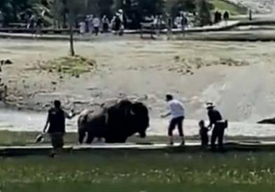 Бизон нападна семејство во национален парк во САД (ВИДЕО)