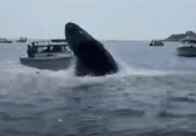 Кит исплива од морето и удри во брод во близина на брегот на Плимут (ВИДЕО)