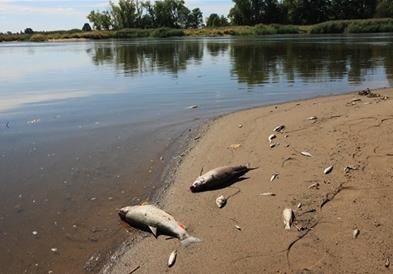 Германија: Масовен помор, во водата на реката Одра пронајдена жива