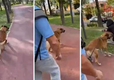 Куче по подолг период се сретнува со својата сопственичка (ВИДЕО)!