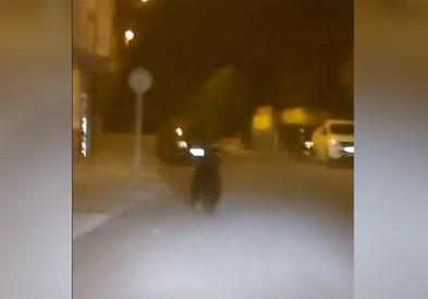 Мечка ги преплаши жителите на град во Шпанија, се прошета среде улица (ВИДЕО)