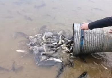Дебарско Езеро збогатено со 420 килограми подмладок на крап