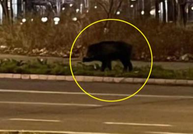 Драма во Белград: Дива свиња нападнала девојка 