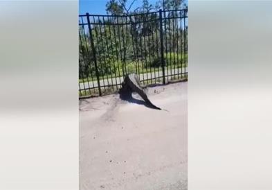 Видео: Неверојатно, крокодил на Флорида помина низ метална ограда