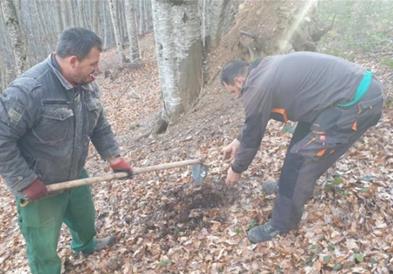 Локалитетите Пелистер и Вртушка засејани со елово семе