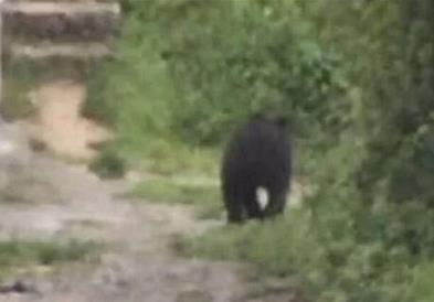 Мечка влегла во училишен двор во Сараево (ВИДЕО)